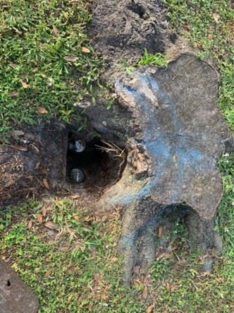 Example of Tree Stup Landscaping Within 3 Feet