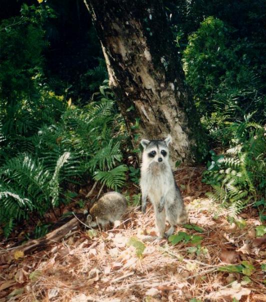 Loxahatchee River (7)