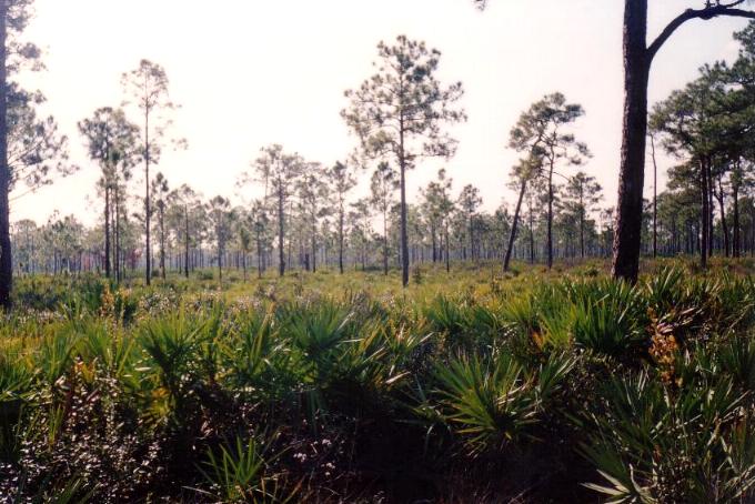 Loxahatchee River (4)