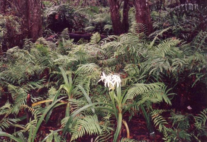 Loxahatchee River (1)